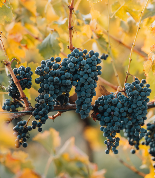 ©Lambert Estate Wines